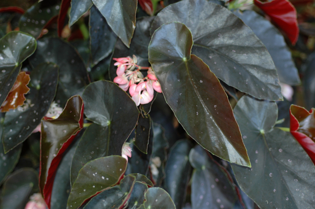 B. ‘Jack Samuel’